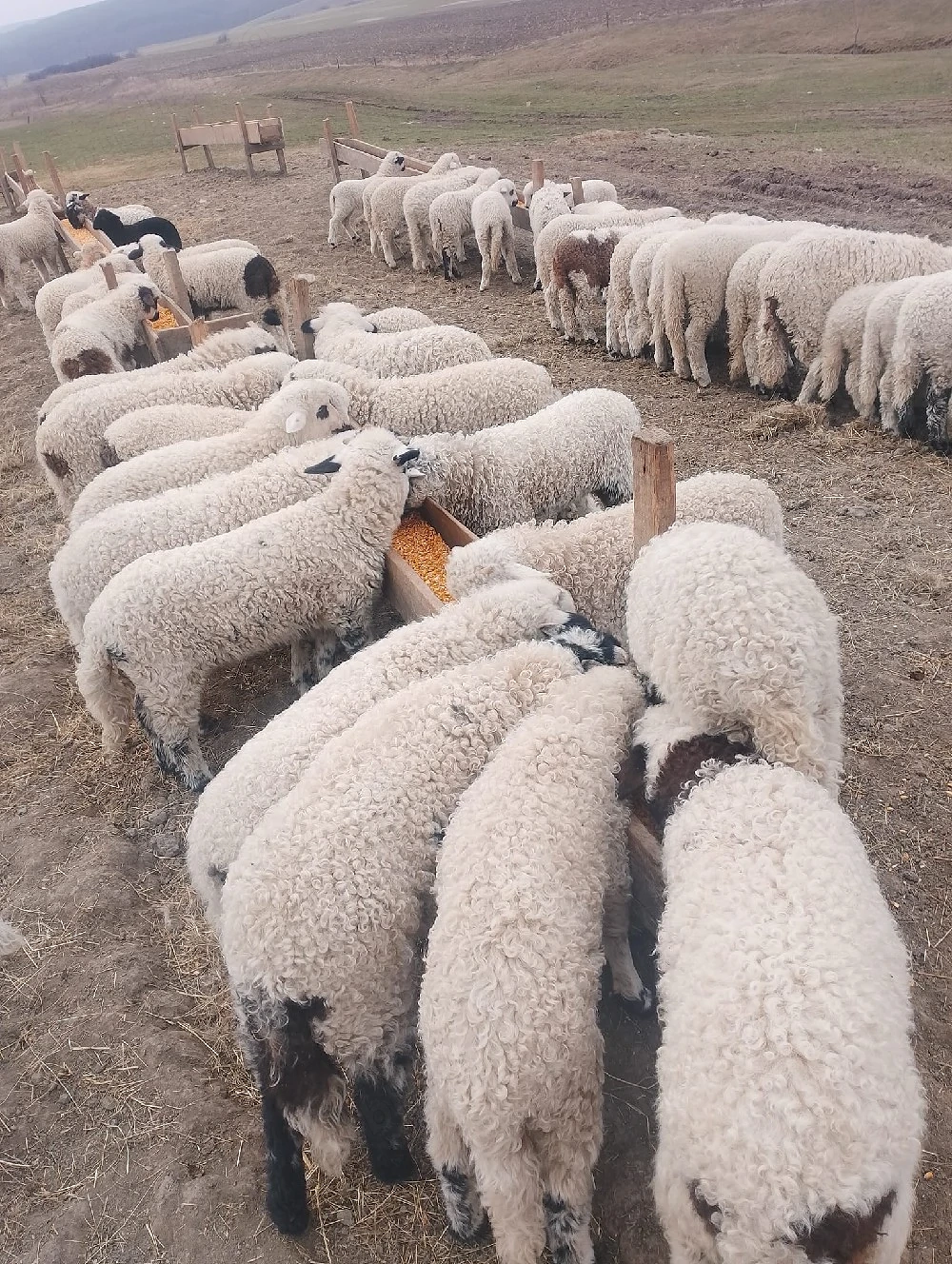 Vand miei pentru paste 