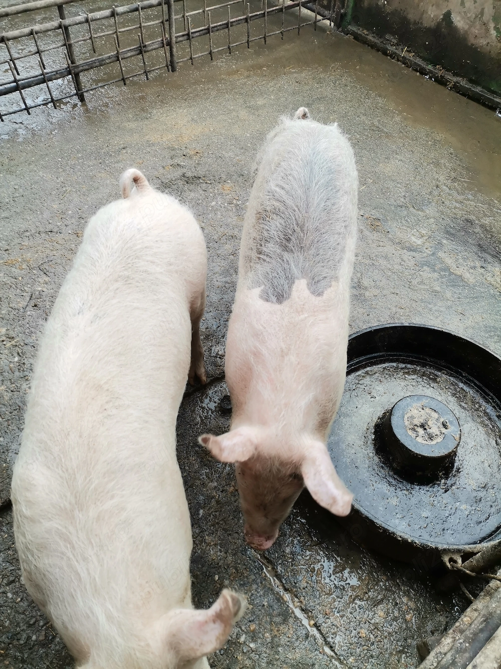 Porci, grasuni crescuți natural 