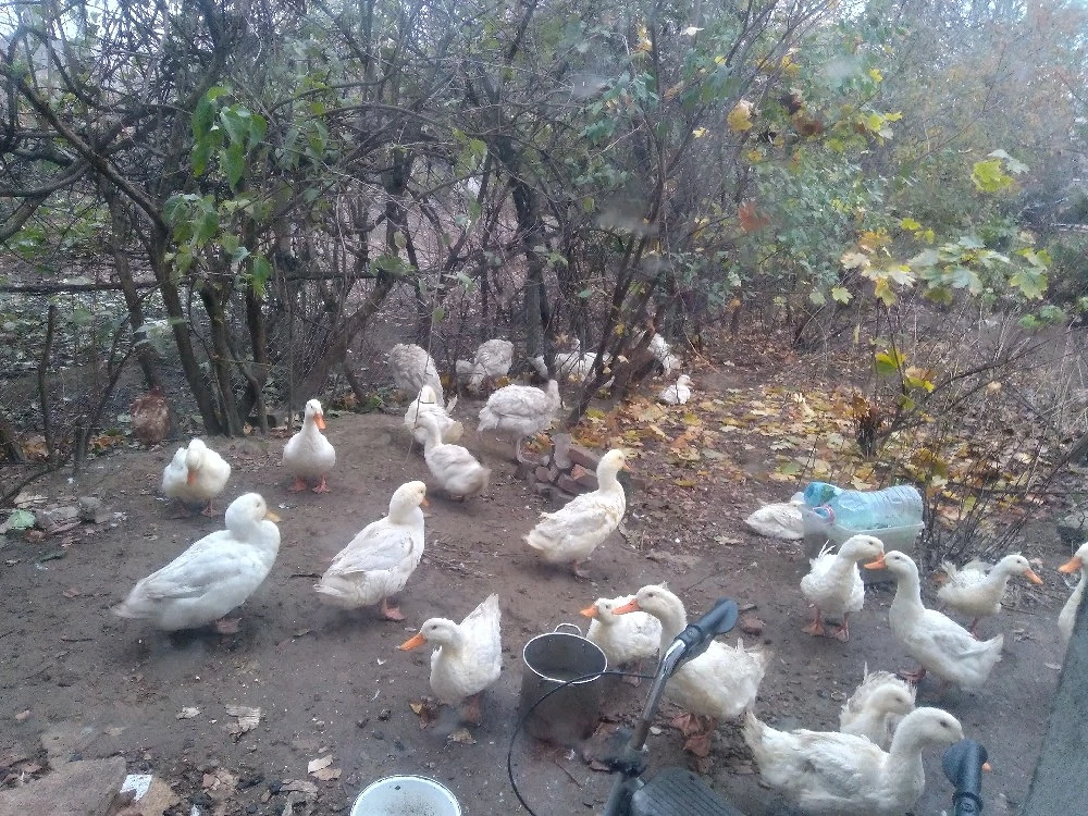 vand rate ratoi de carne albe 