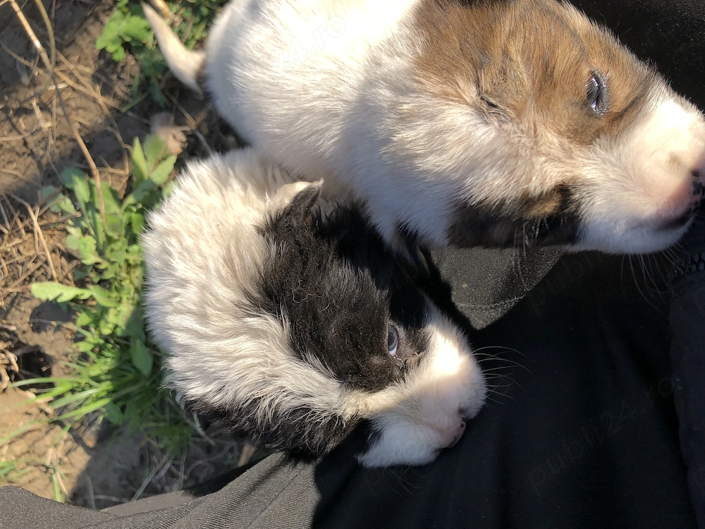 3 Pui Frumosi Sanatosi & Blanosi , Metiș Rar