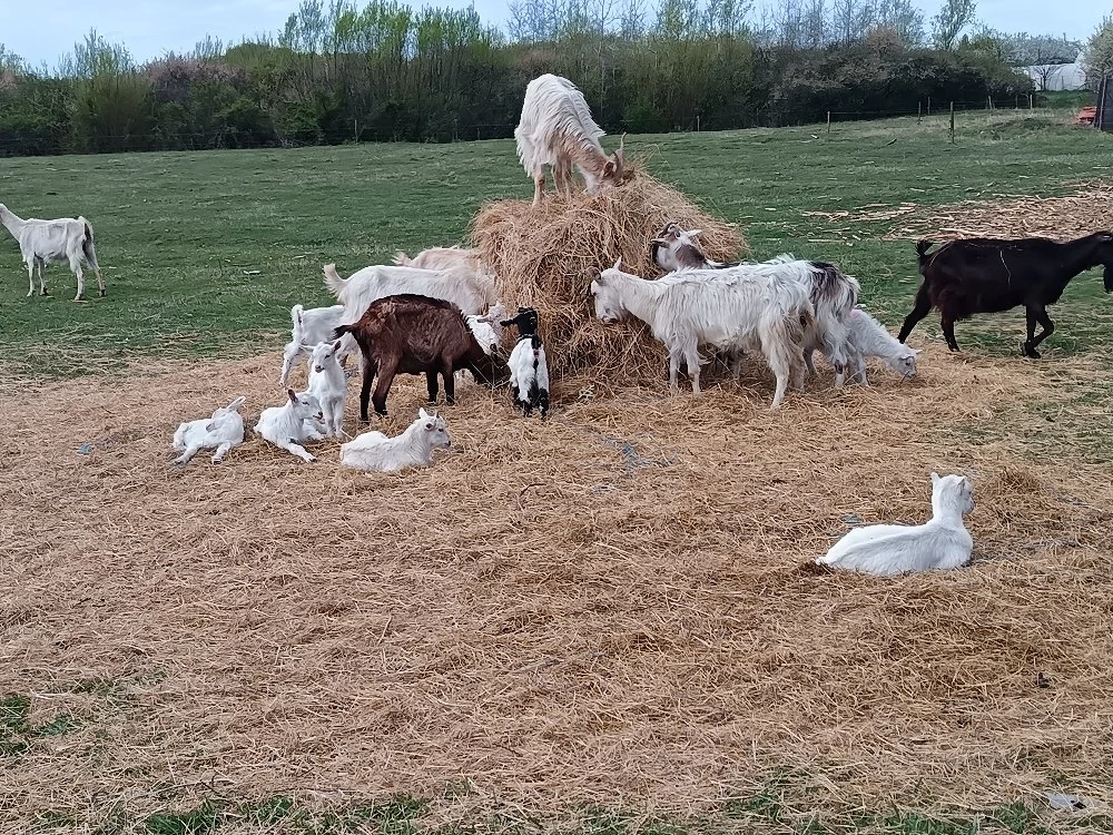 Iezi pt sacrificat de Paști 