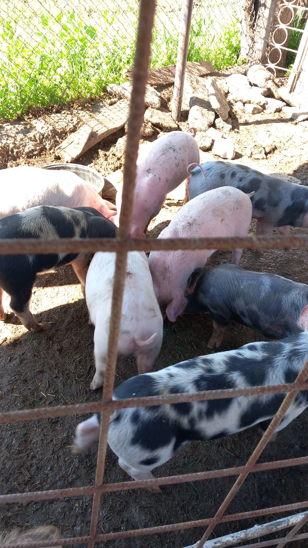 Vând purcei rasa Pietran