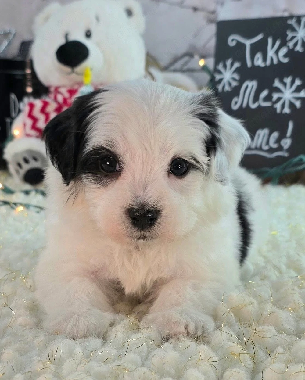 Bichon Havanez talie mica