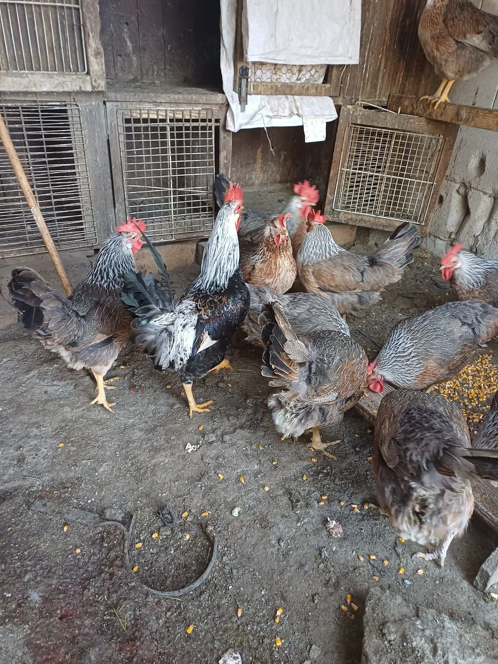 Familie gaini italiene argintiii 3+1