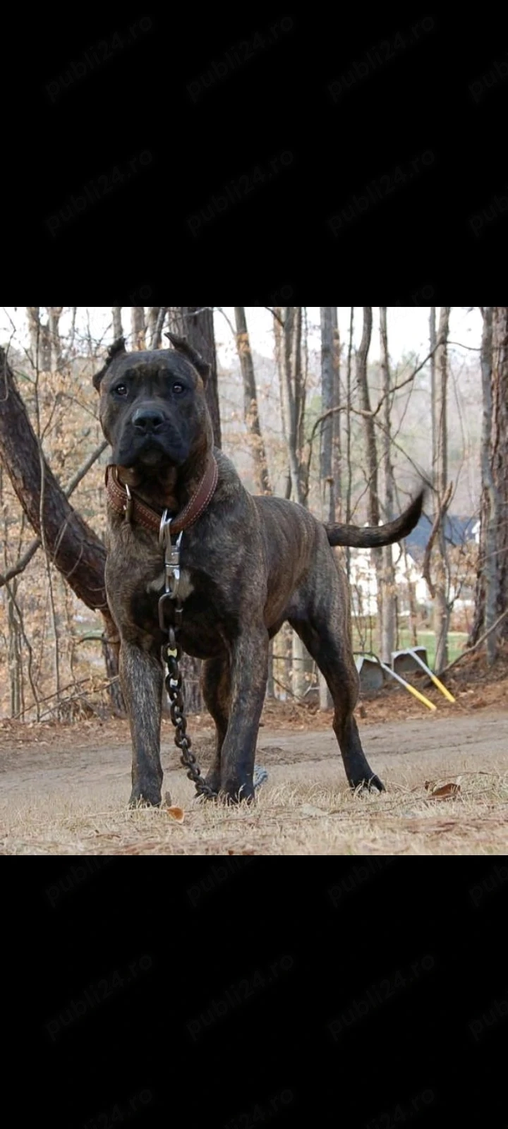 Mascul presa canario 4 anii