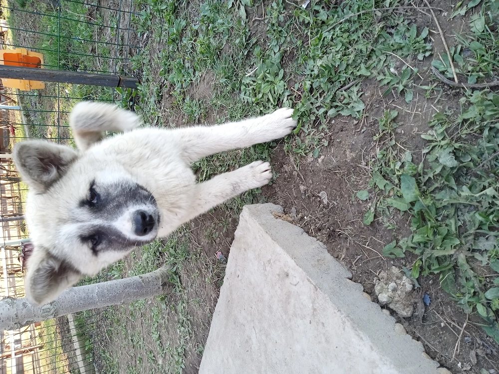 Donez catelusa metis