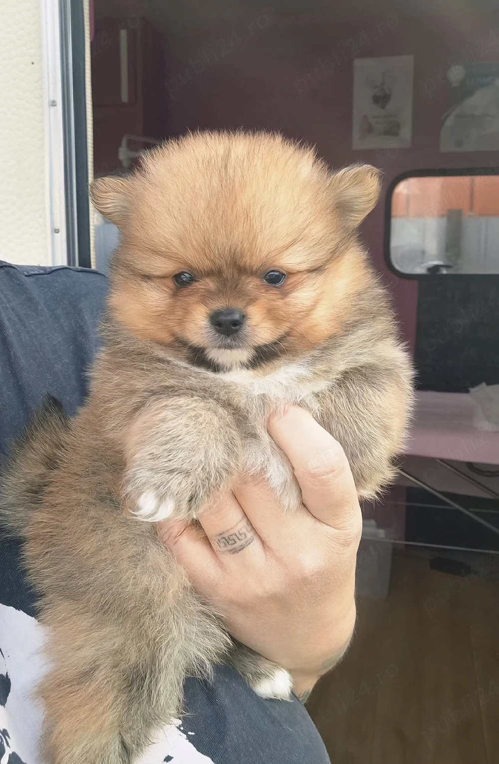 pomeranian mini mascul