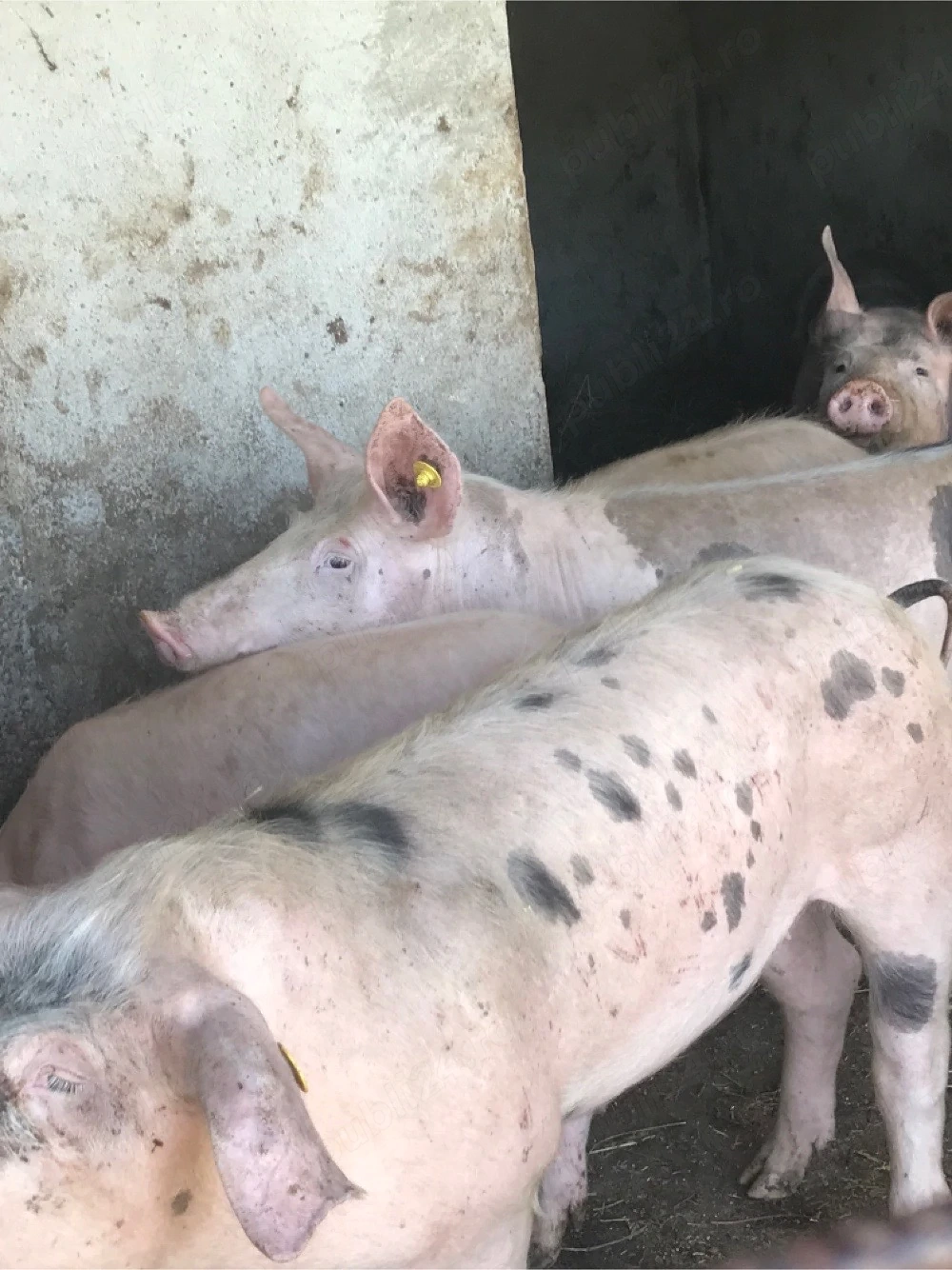 Purcei Pietran cu landrace 