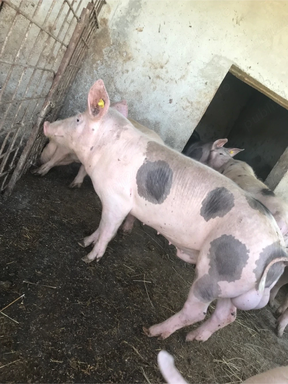 Purcei Pietran cu landrace si Duroc