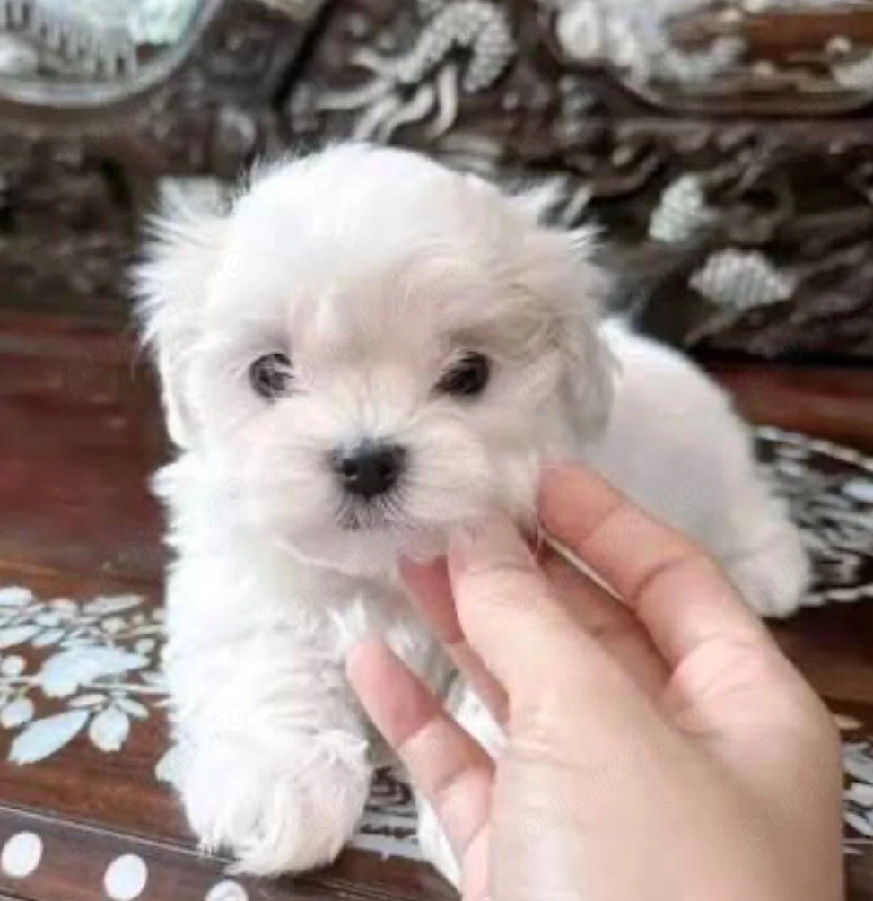 bichon maltez alb talie mica