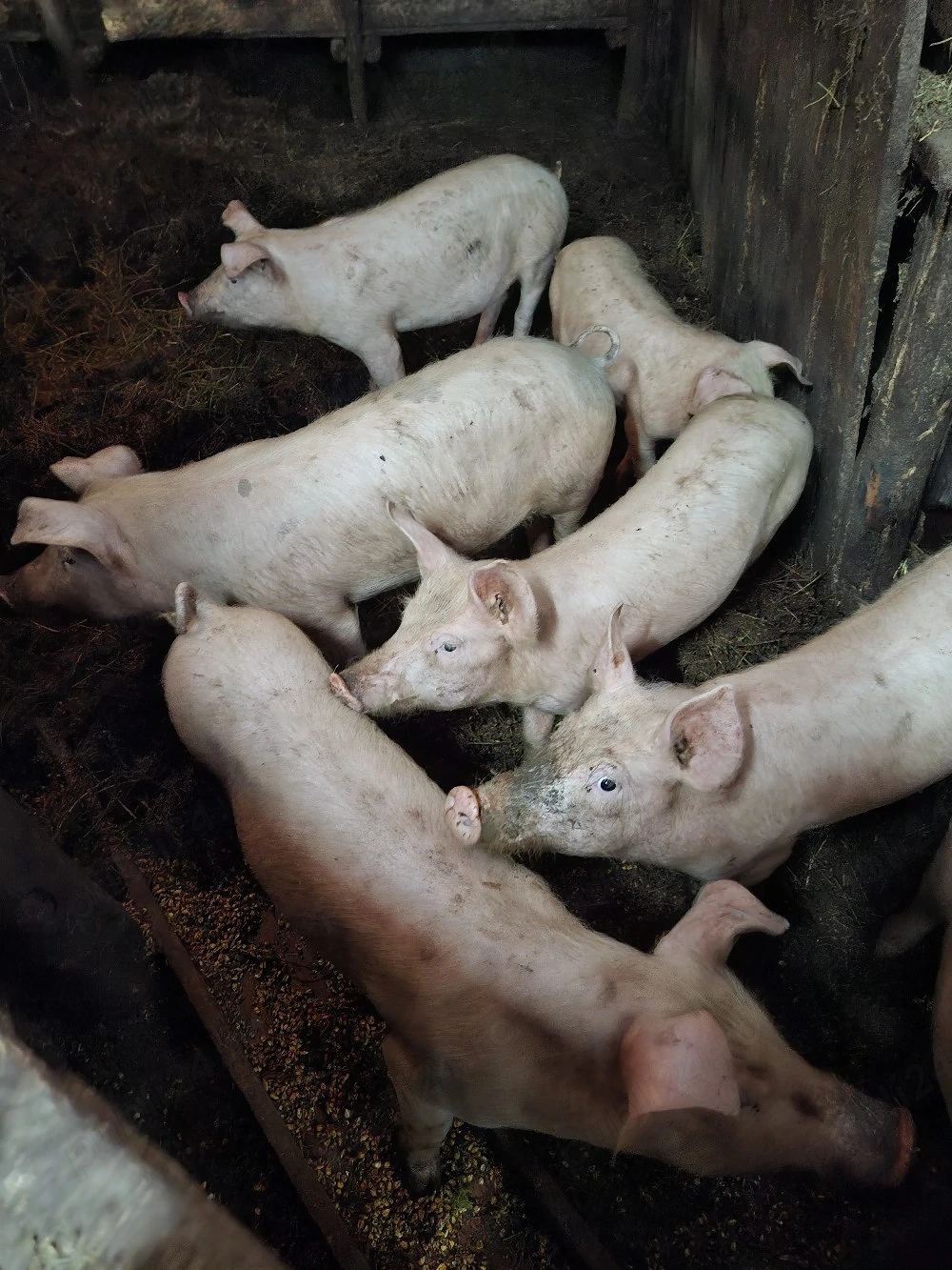 vand purcei crescuti bio