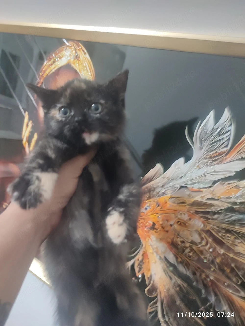 British Bicolor frumosi