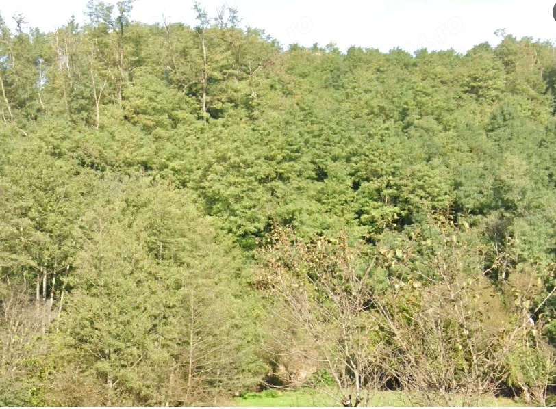 Vând teren arabil cu pădure de Salcâm