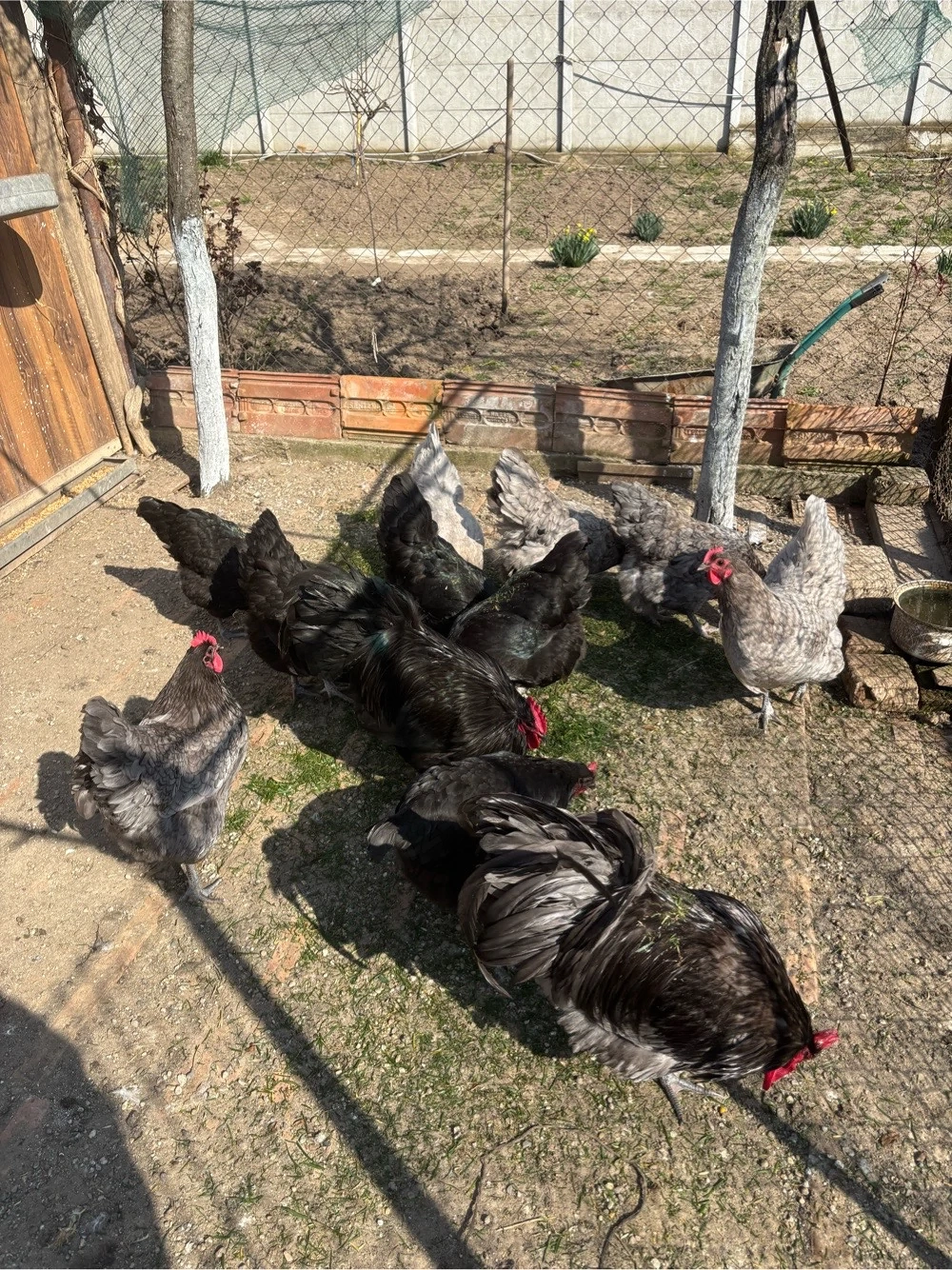 pui de gaina australorp