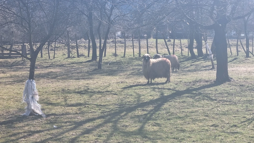 Miei si oi foarte bine intretinute de vanzare 