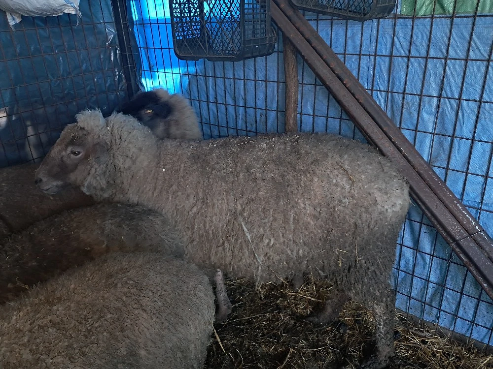 Oaie tânără de pastrama 