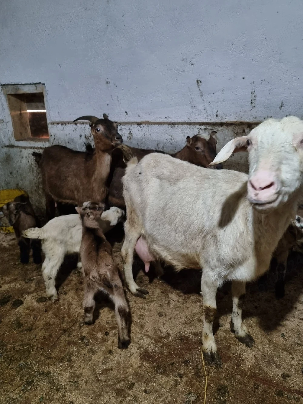Vând două oi cu tot cu miei și două capre