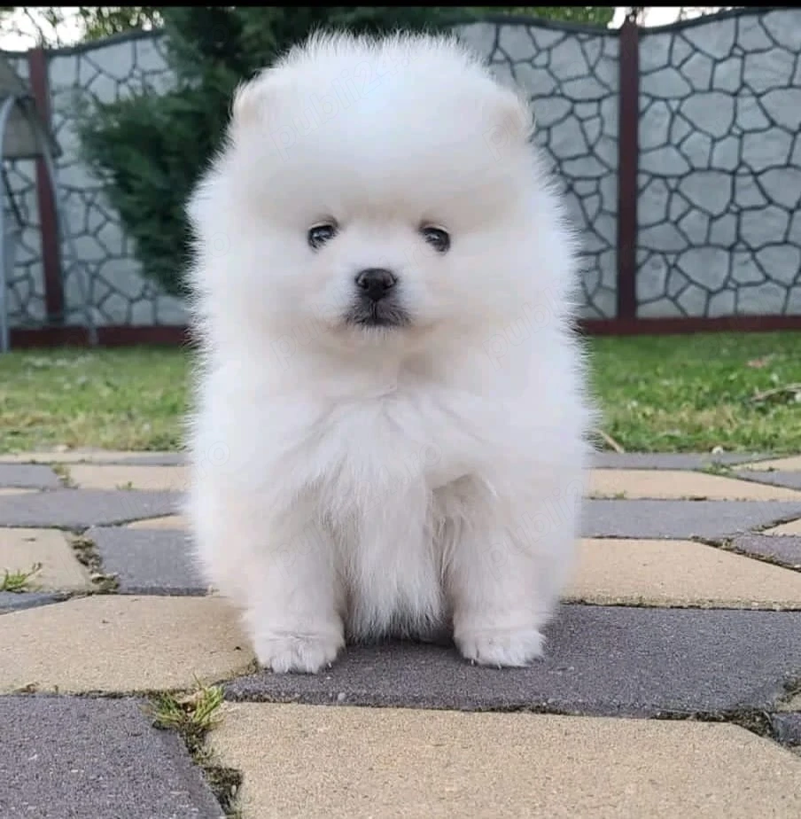 Pomeranian talie mică 