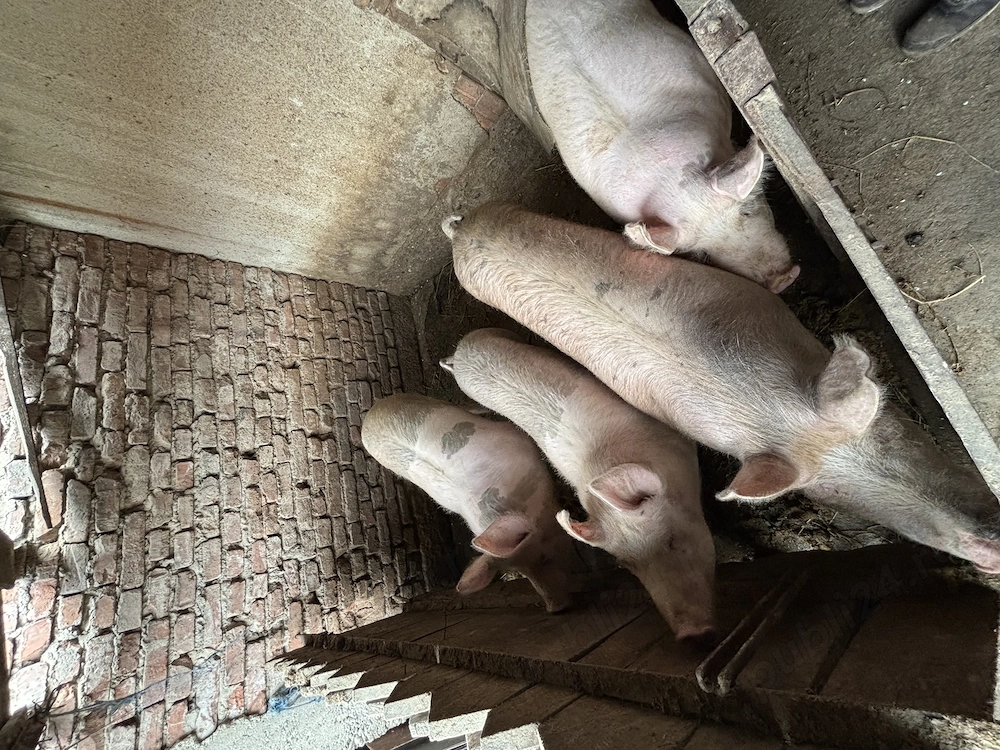 Porci crescuți la țară 