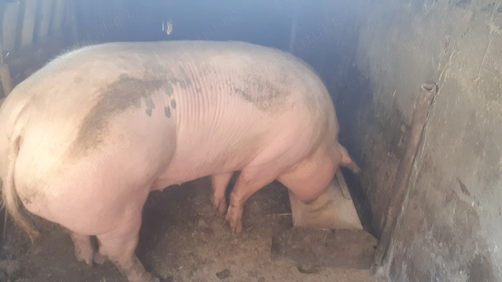 Vînd  porc mare 350 kg