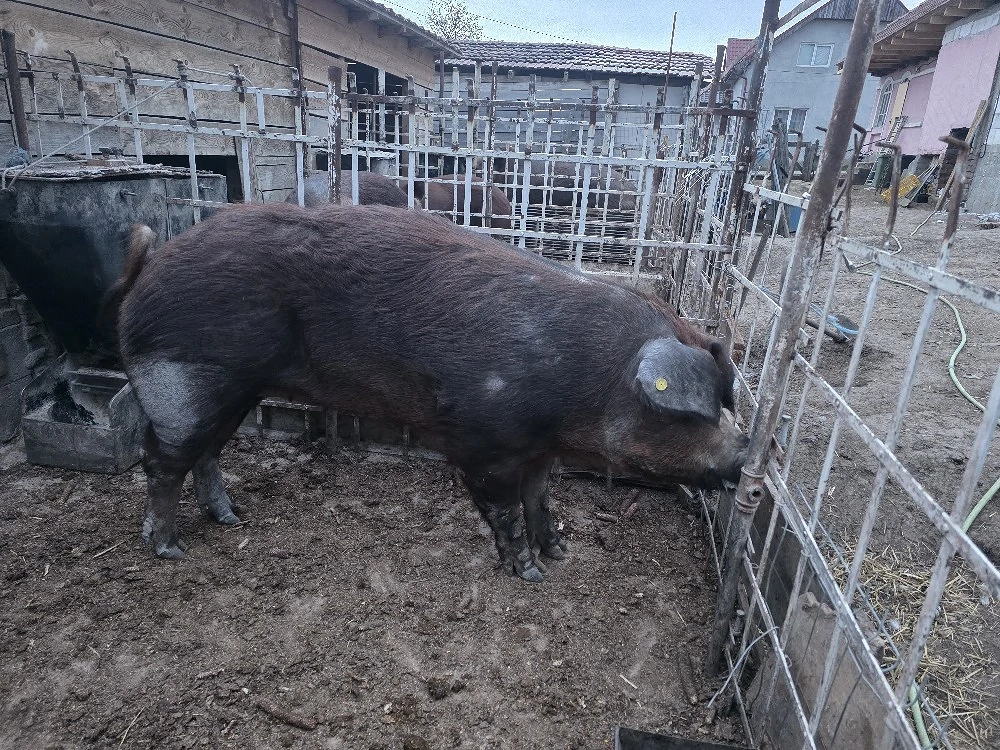 Scroafa Duroc de vânzare 