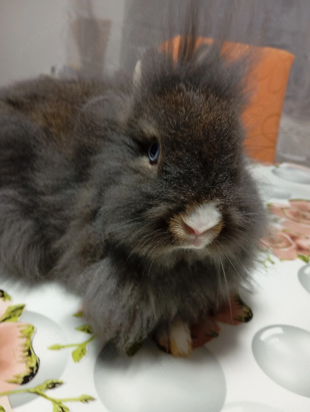 Fetiță iepure   3 luni