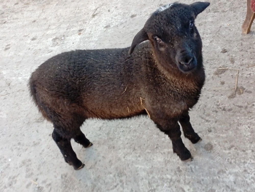 vind miel de carne pt masa de paste 