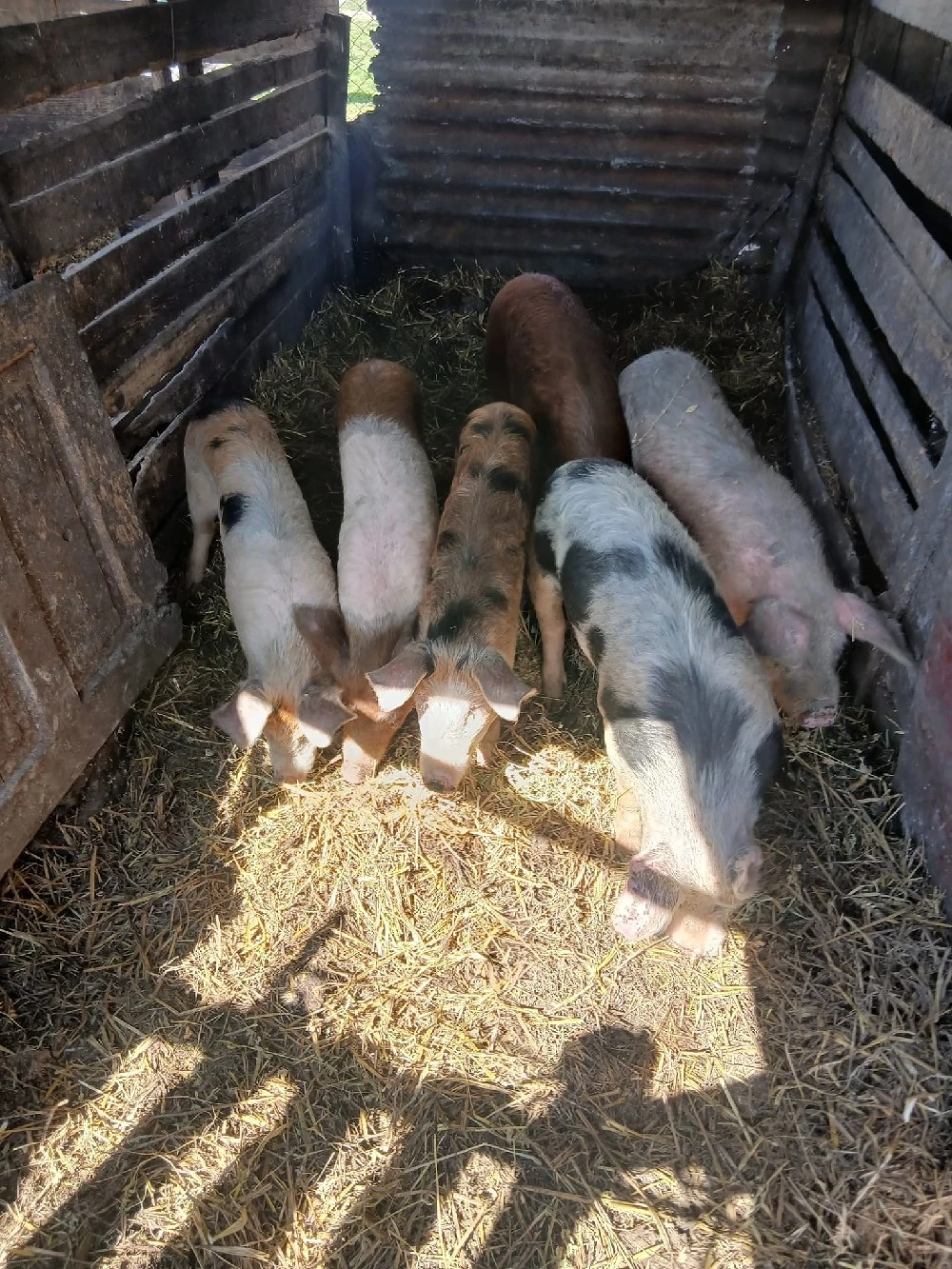 De Vânzare 6 bucăți 40 45 50 kg unul 