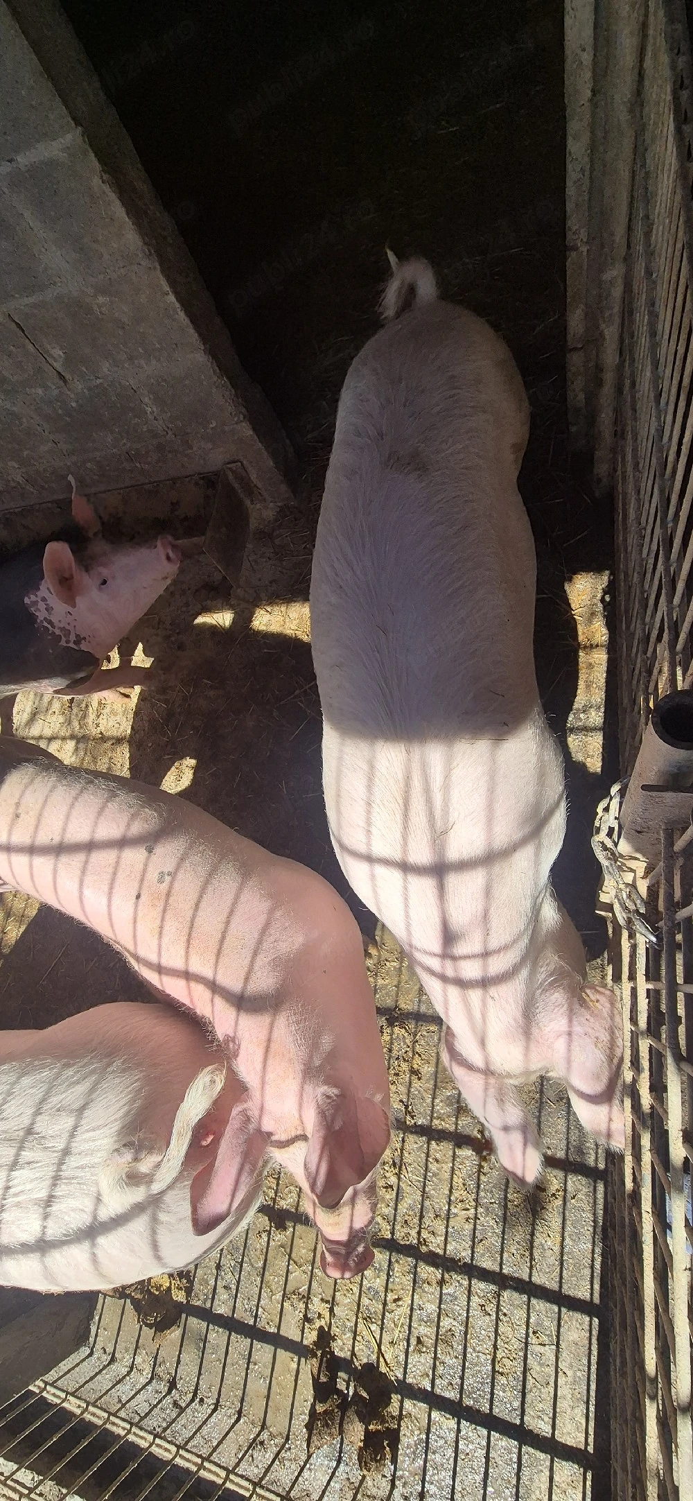 Purcele de vanzare Marele Alb-Landras cu Pietrain