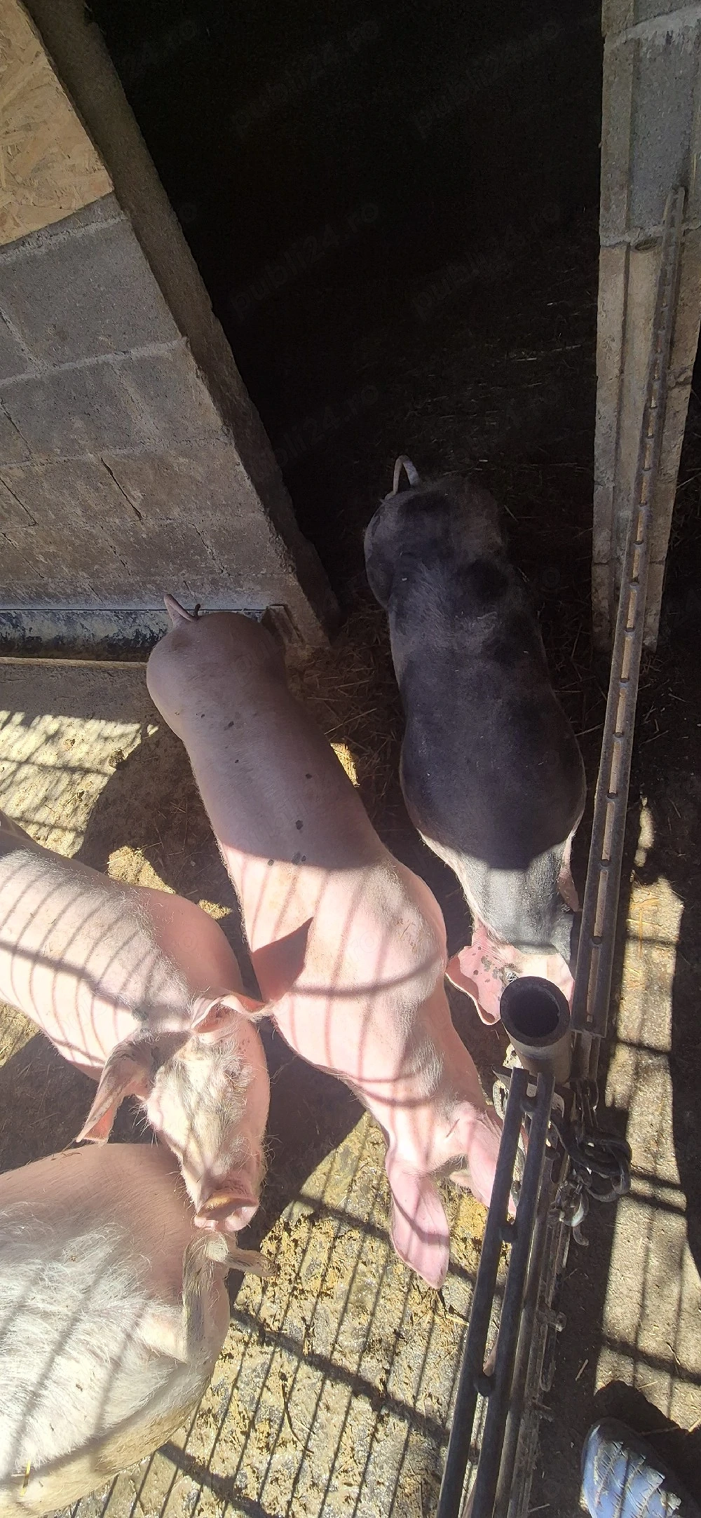 Purcele de vanzare Marele Alb-Landras cu Pietrain