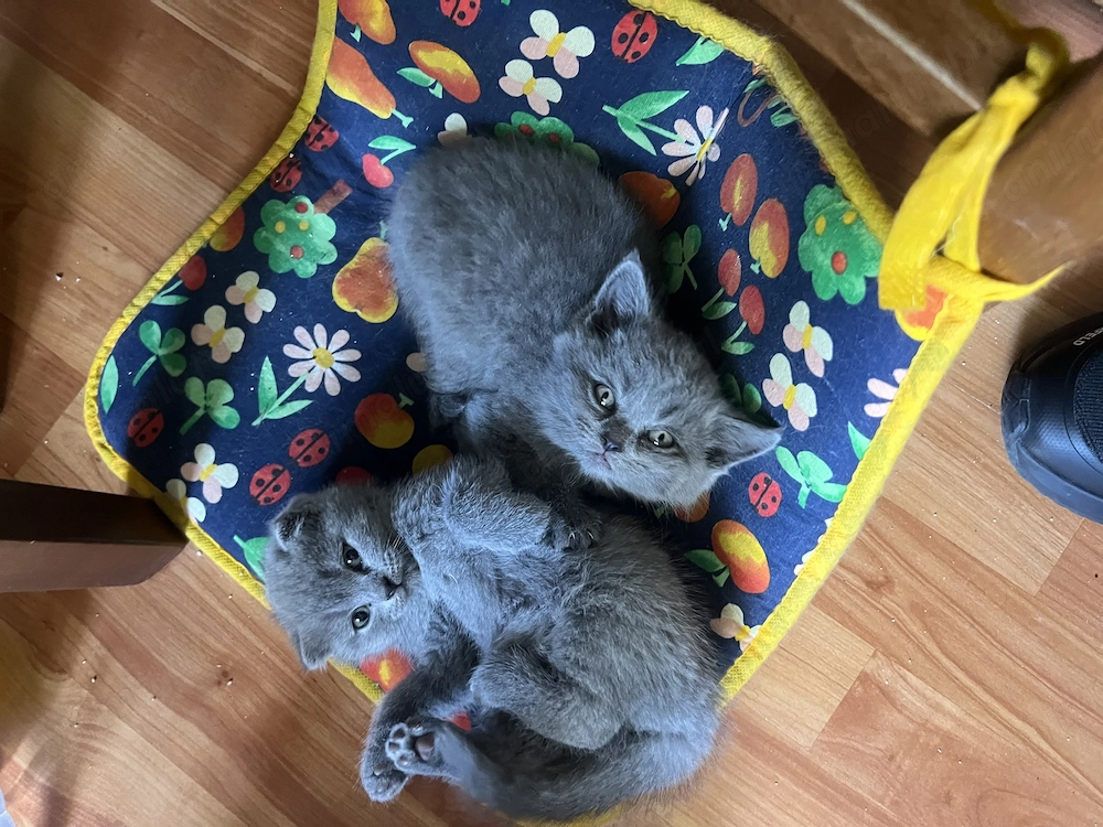 Vand pui British shorthair 