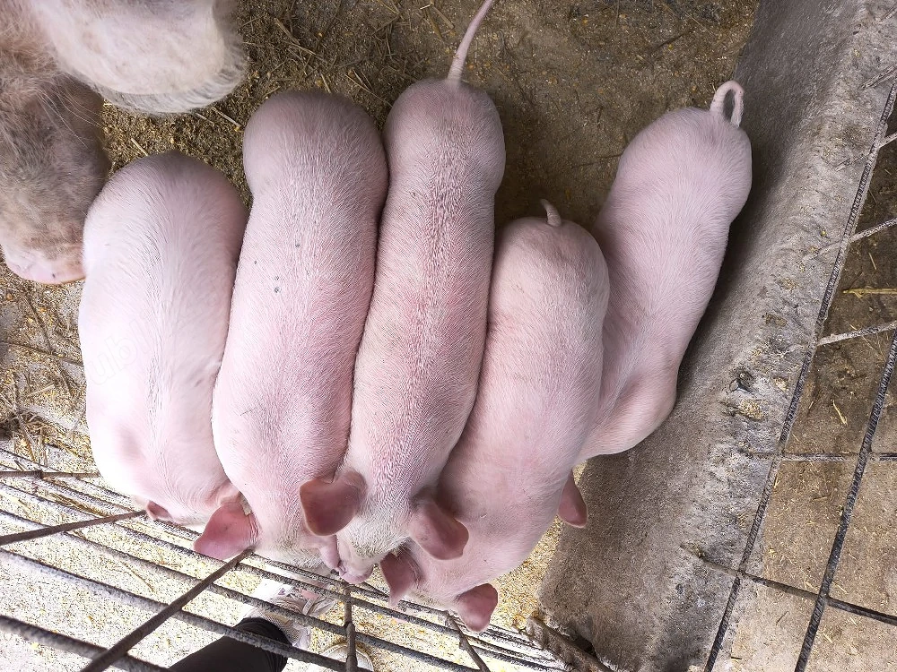 Purcei de 6 săptămâni 