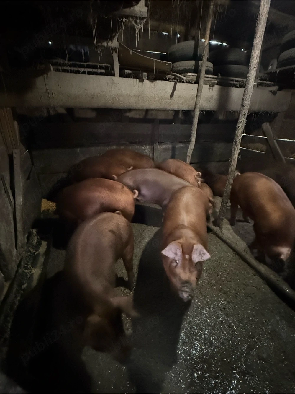 scrofițe de vânzare Duroc în Luduș  120kg