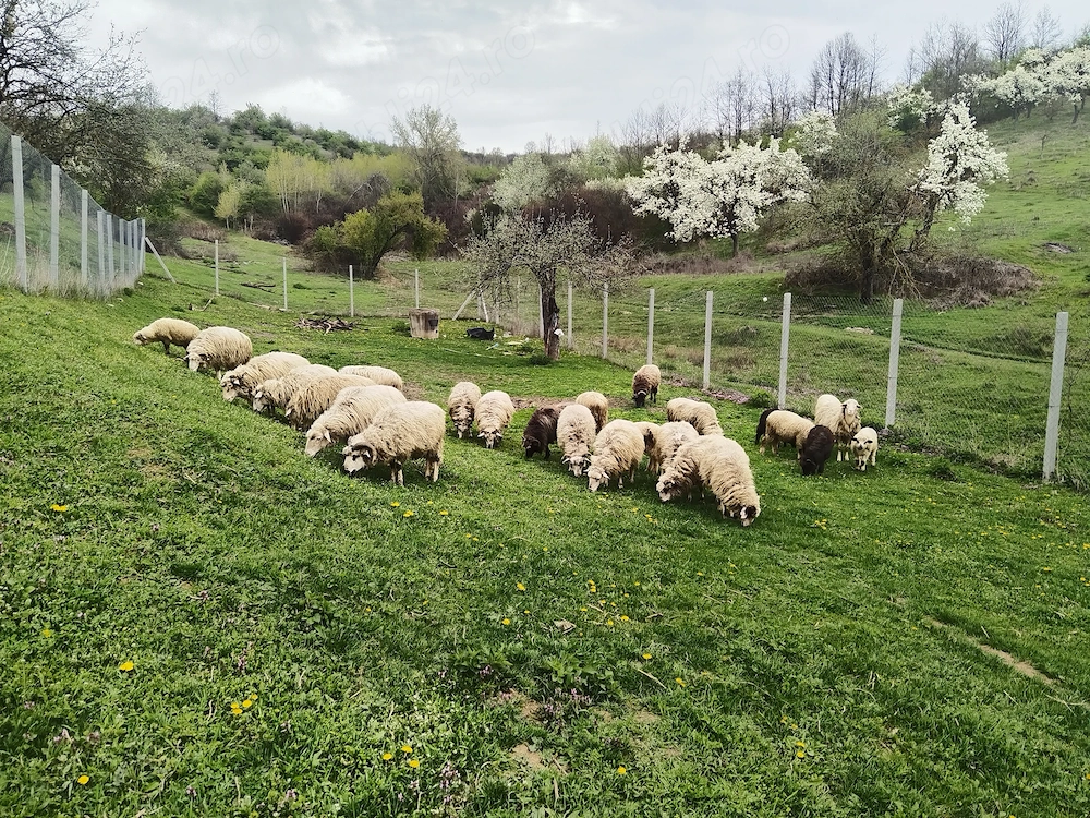 Vand oi cu miei