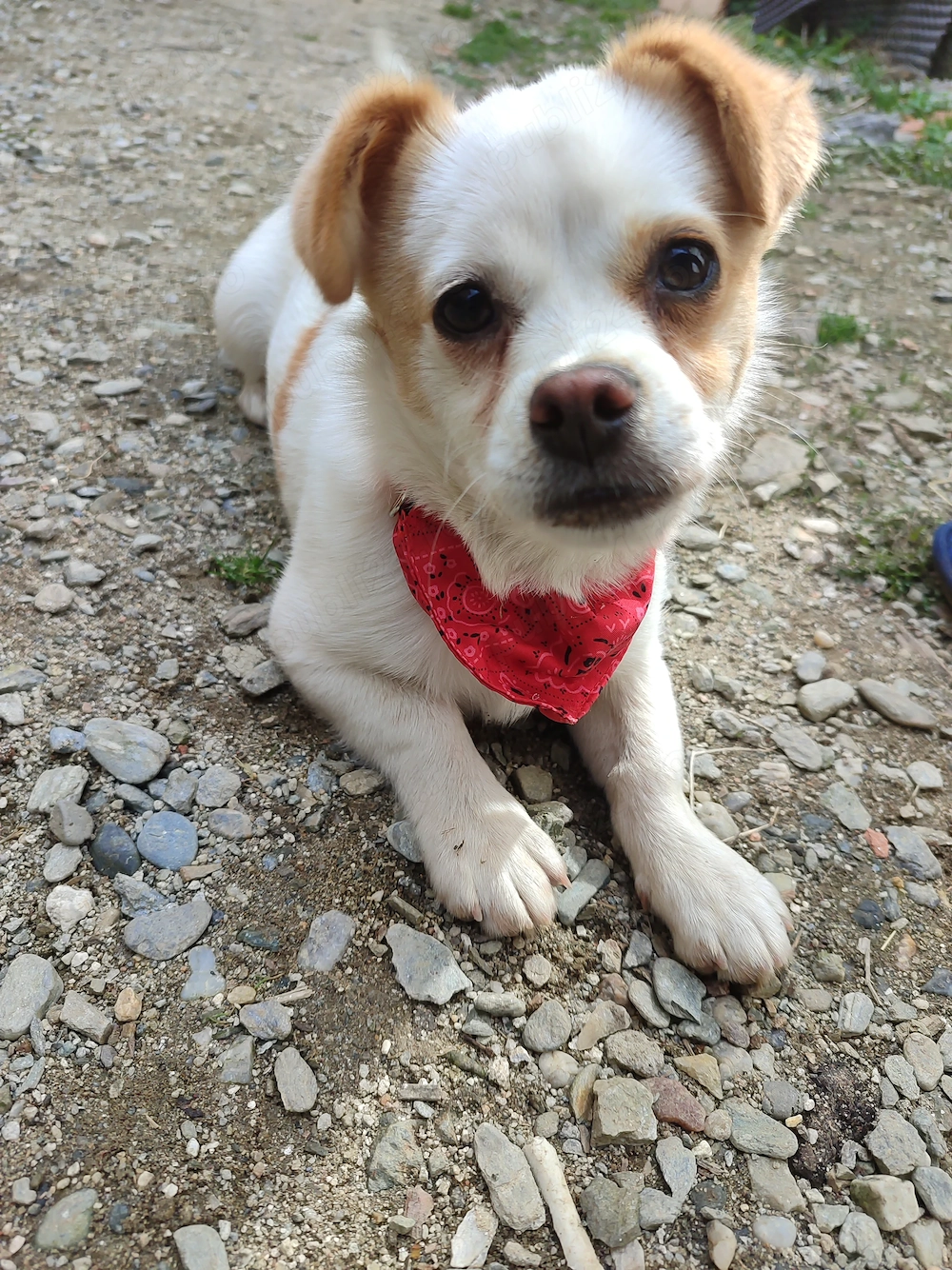 Cățelușă de talie mica 