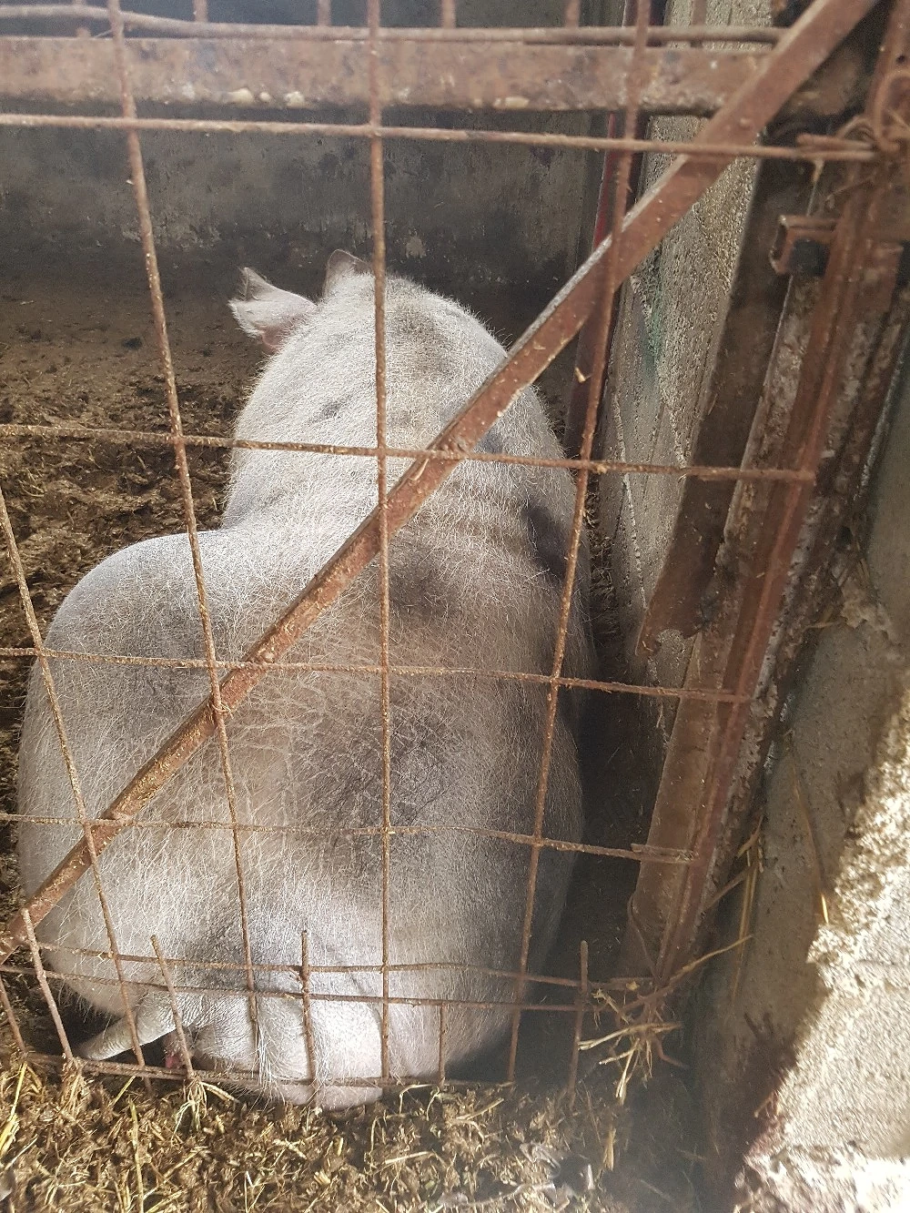 vand purcea pietrean crescuta natural 