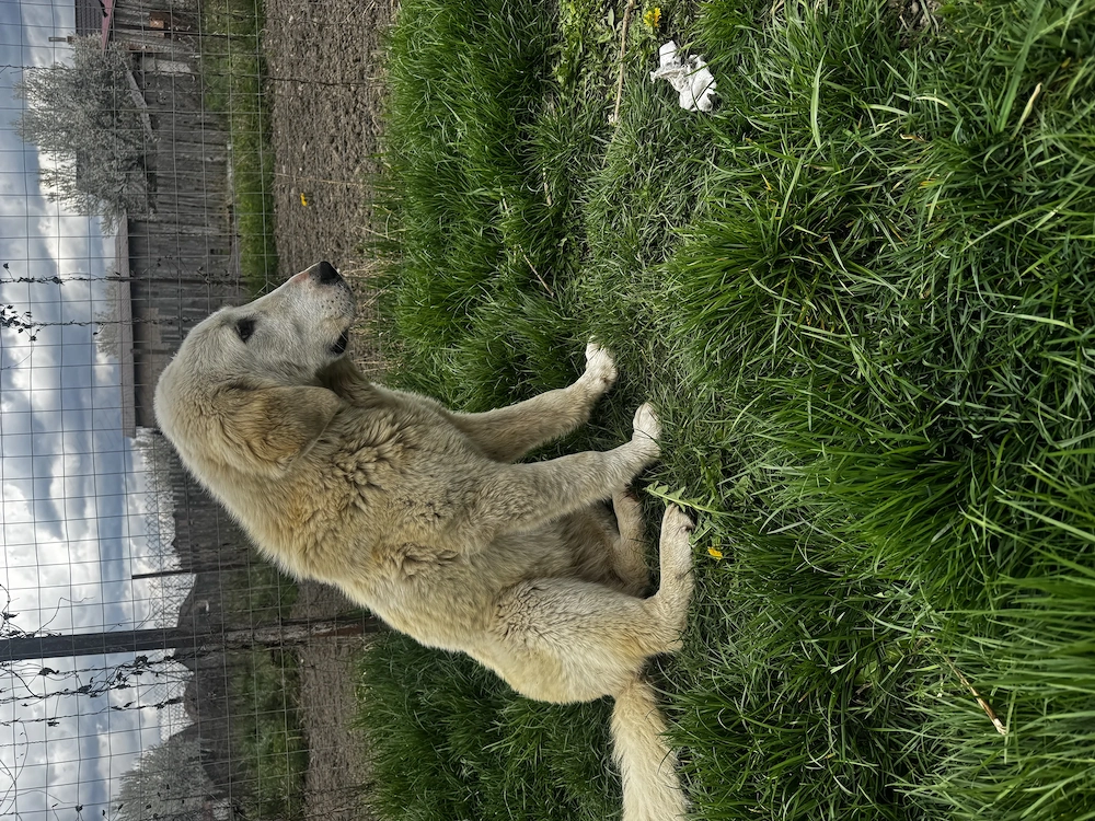 Donez doi ciobănești!