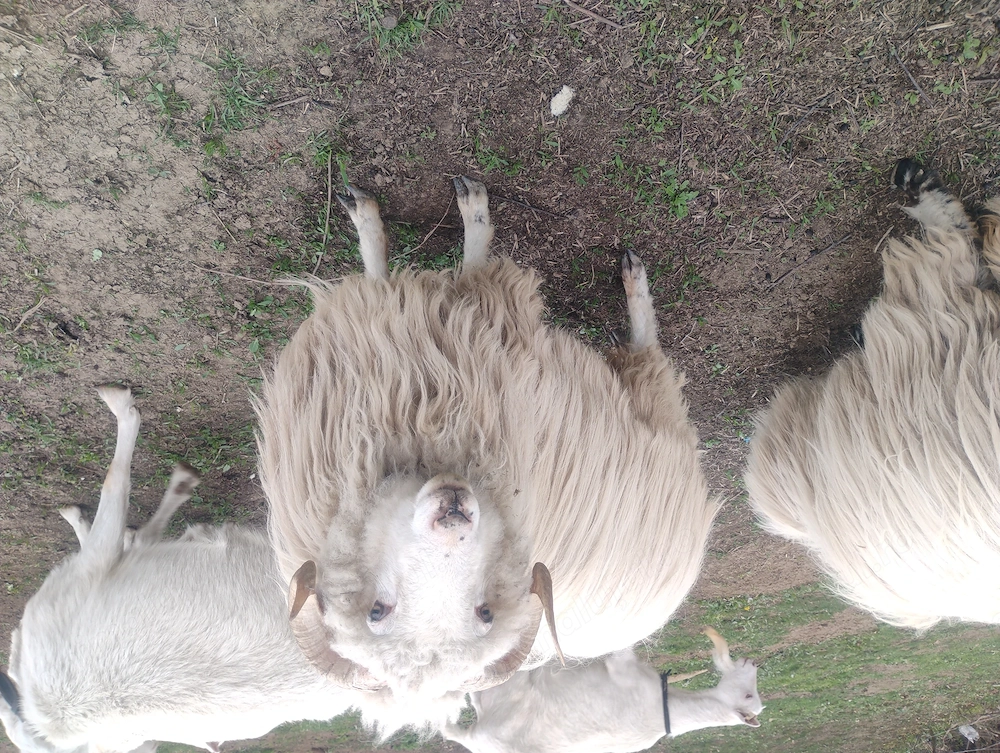 Vând berbec de un an preț 600ron