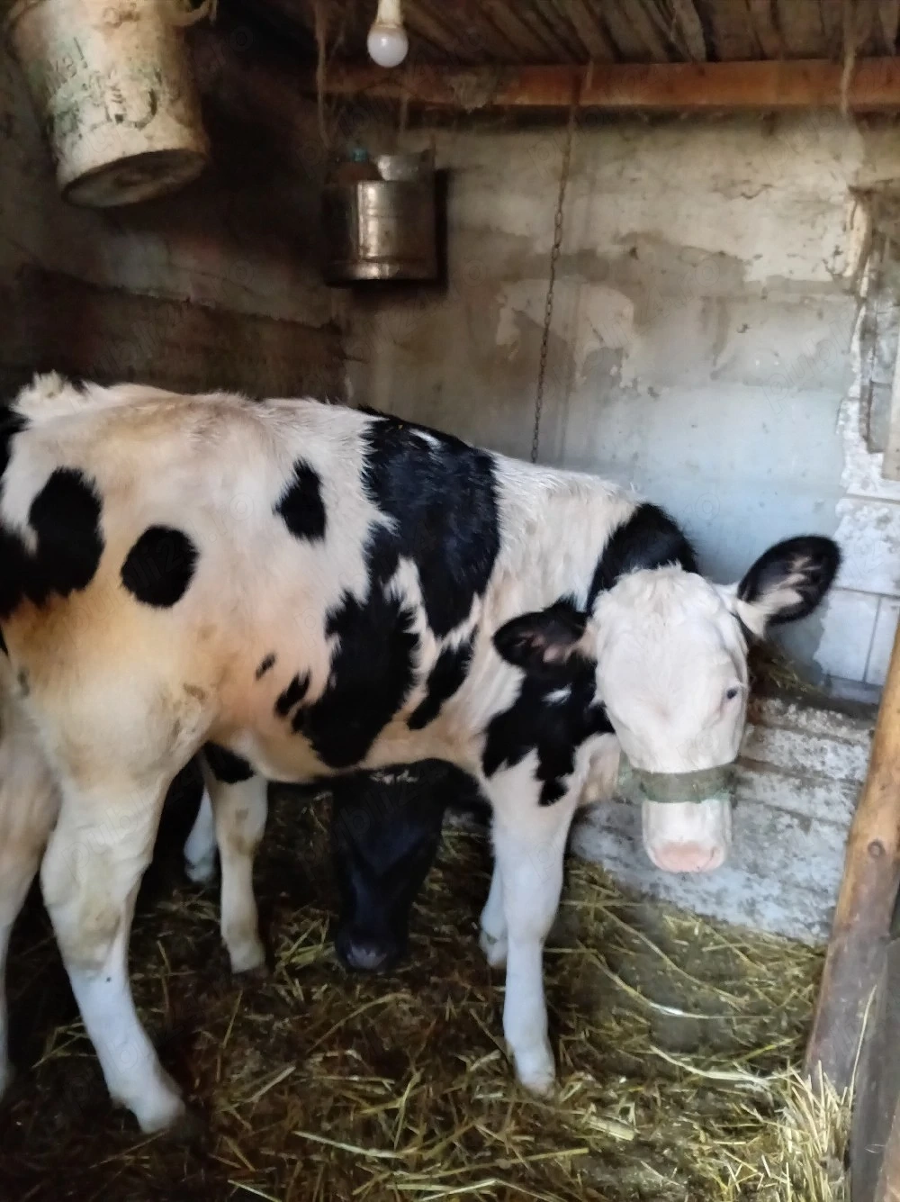 2 vitele disponibile