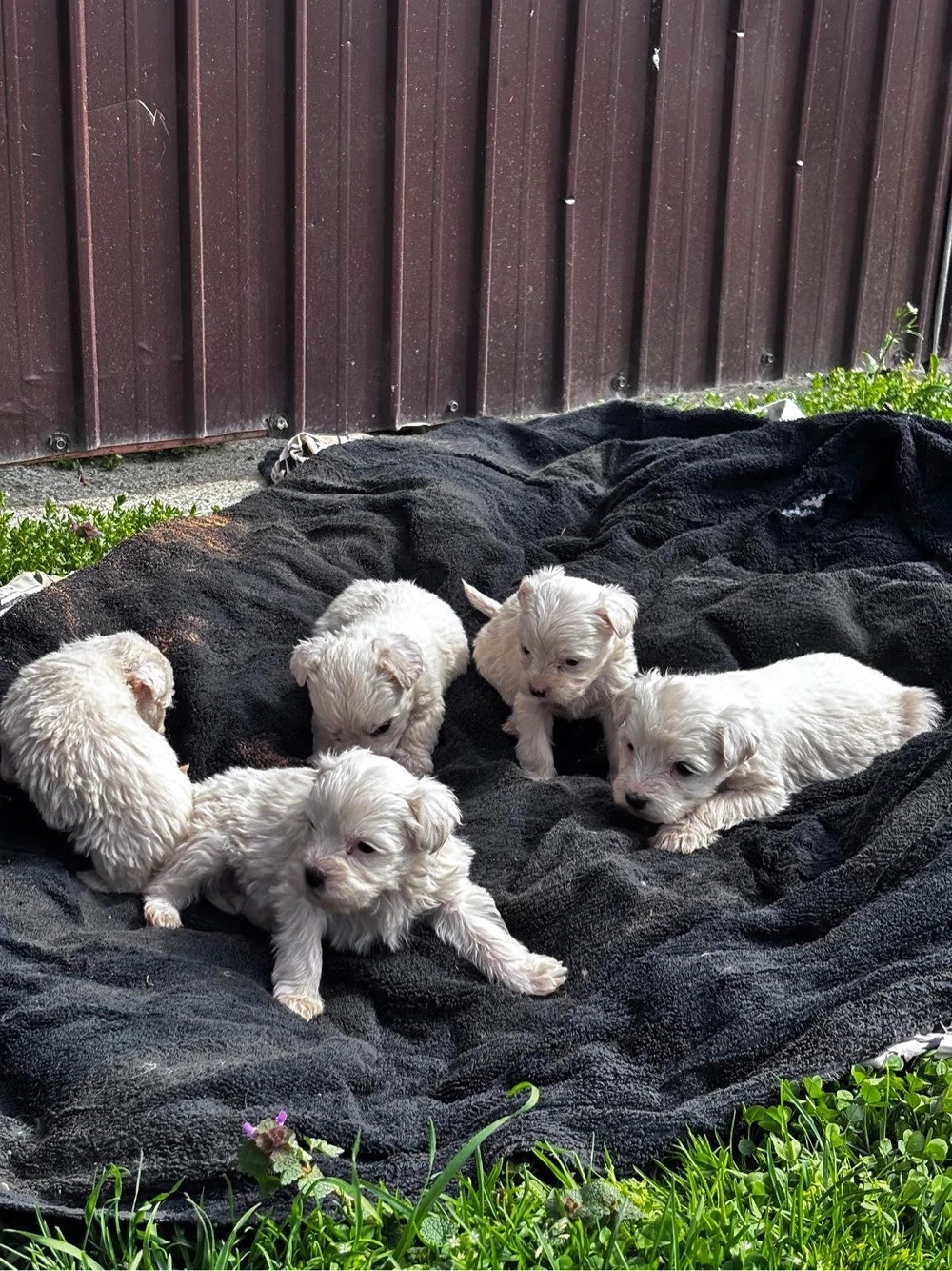 catei bichon malteze minitoy