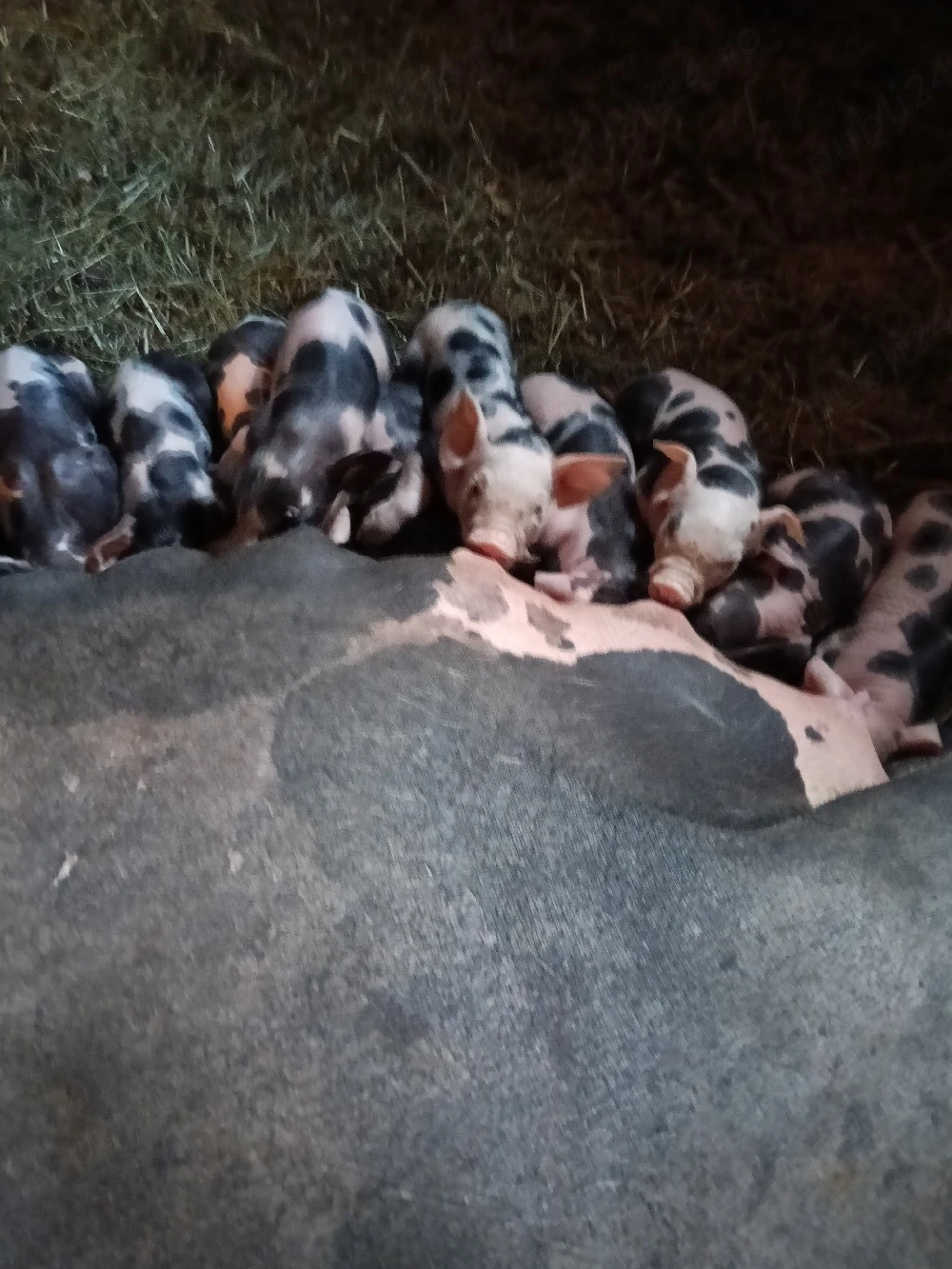 De vânzare scroafă fătată 