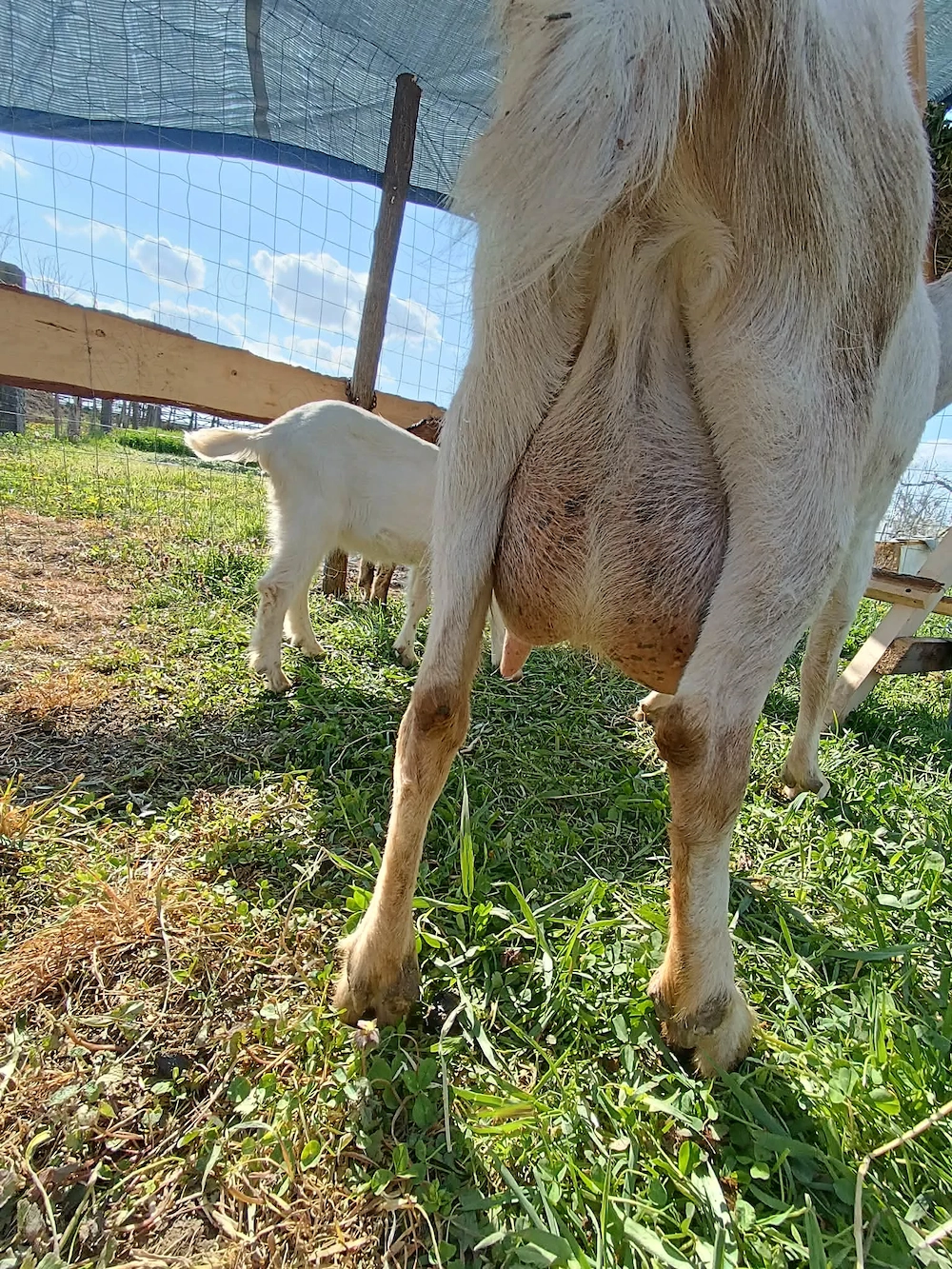 Vind capra cu 2 iezi     Anglo - Nubiana 