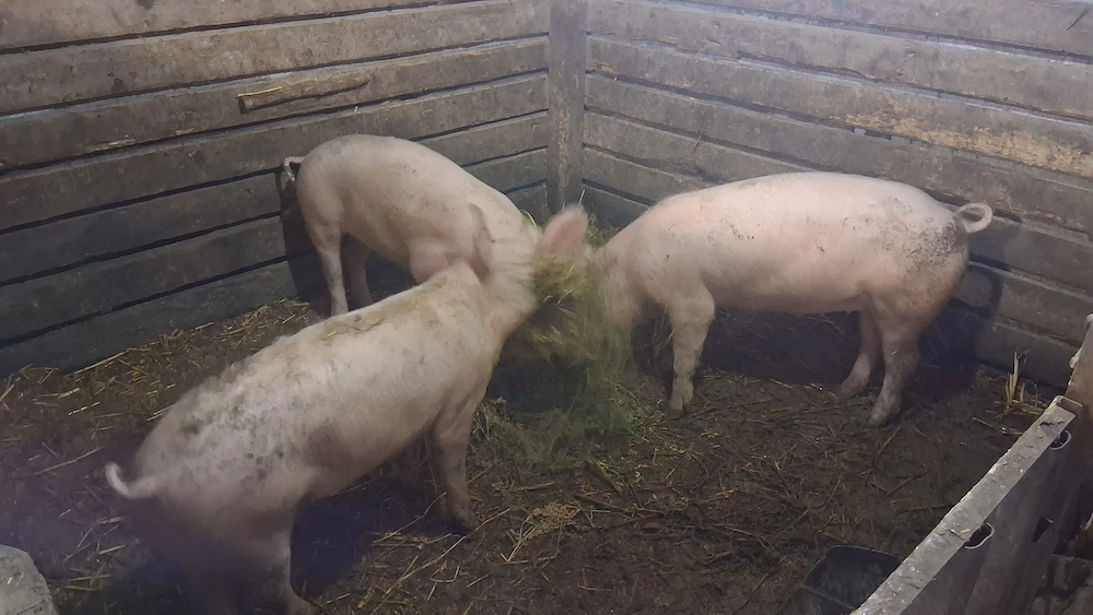 Se vind porci rasă marele alb