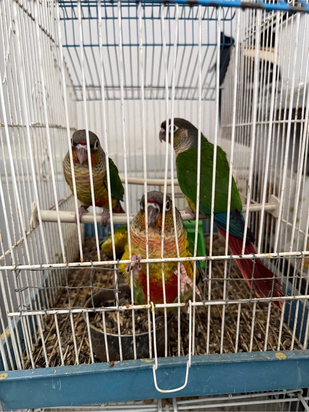 Papagali blanzi Pirua 