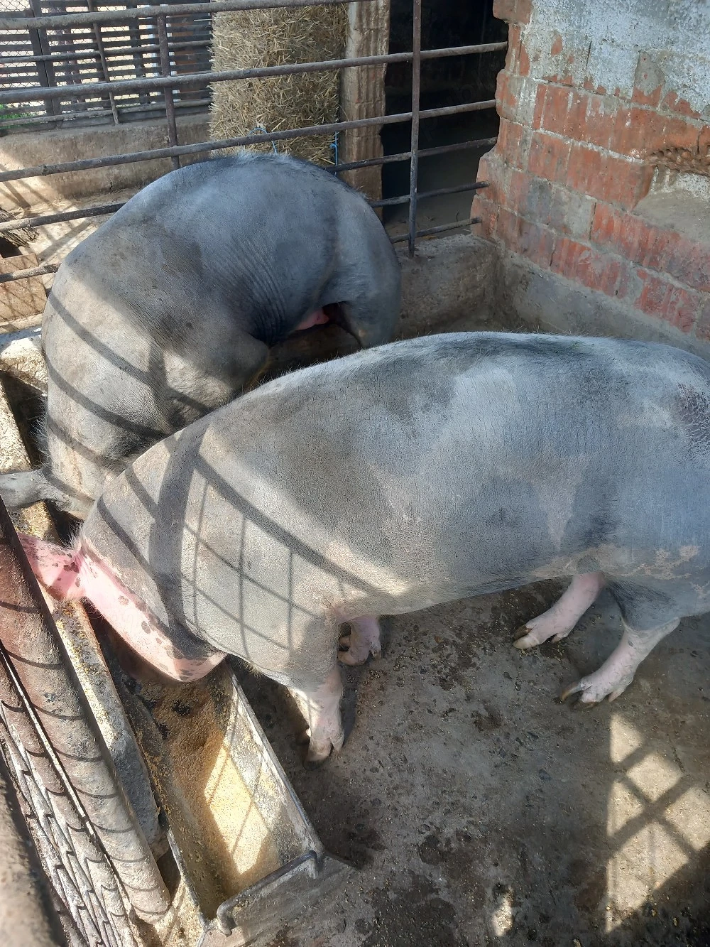 Vănd porci grași