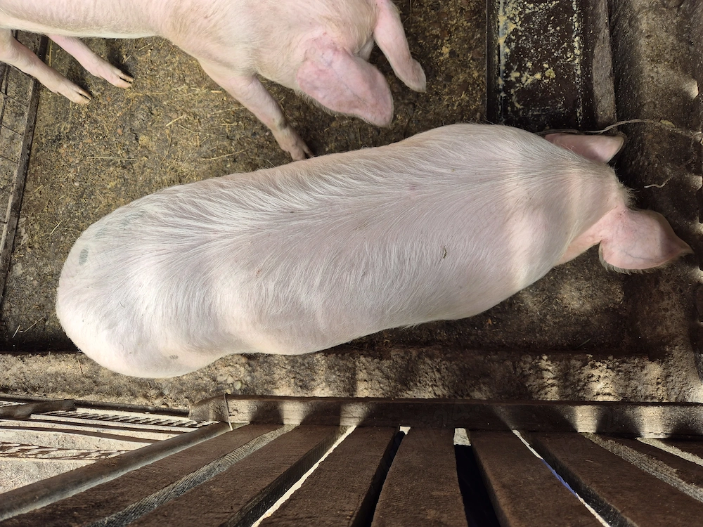 Porc de vanzare 60-70 kg