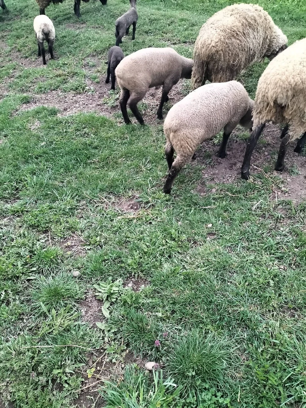 vand miei sufolk pentru paste 10 lei la viață 20 carcasa 