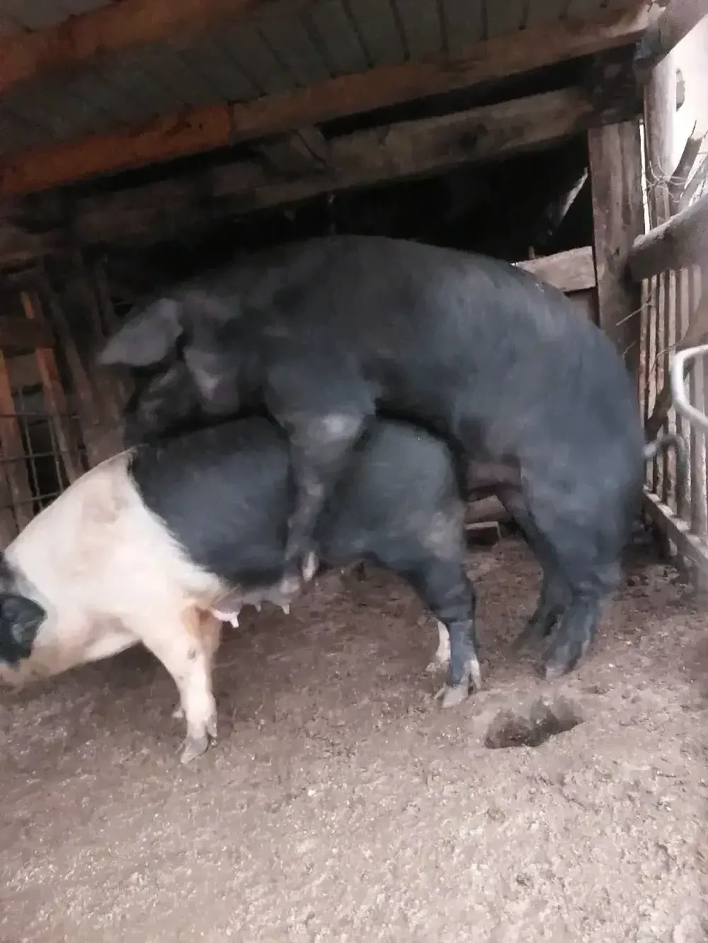 Scroafa bazna gestanta.