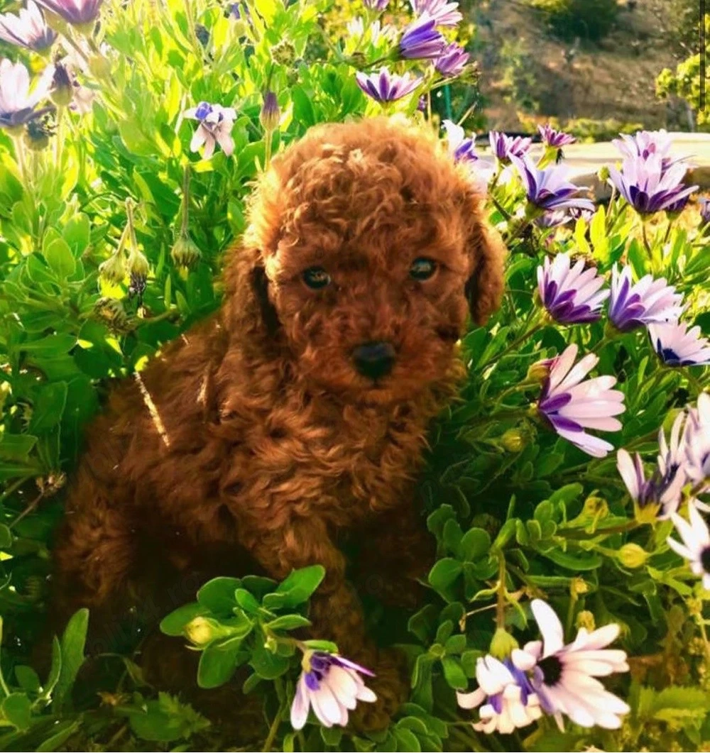 Căței Poodle