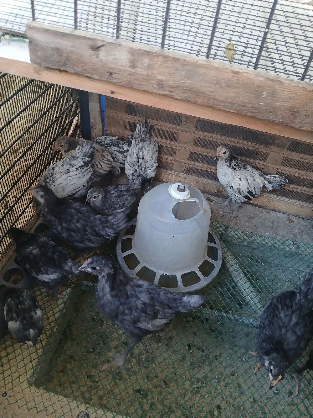 pui austrolop si Lekenveder 